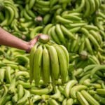 a person holding a bunch of green bananas